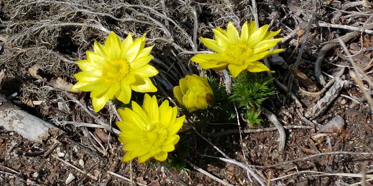 Adonis hike