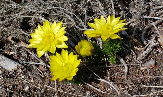 Adonis hike